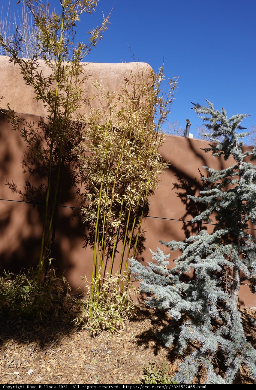 Majestic Fir Tree against Brown Wall