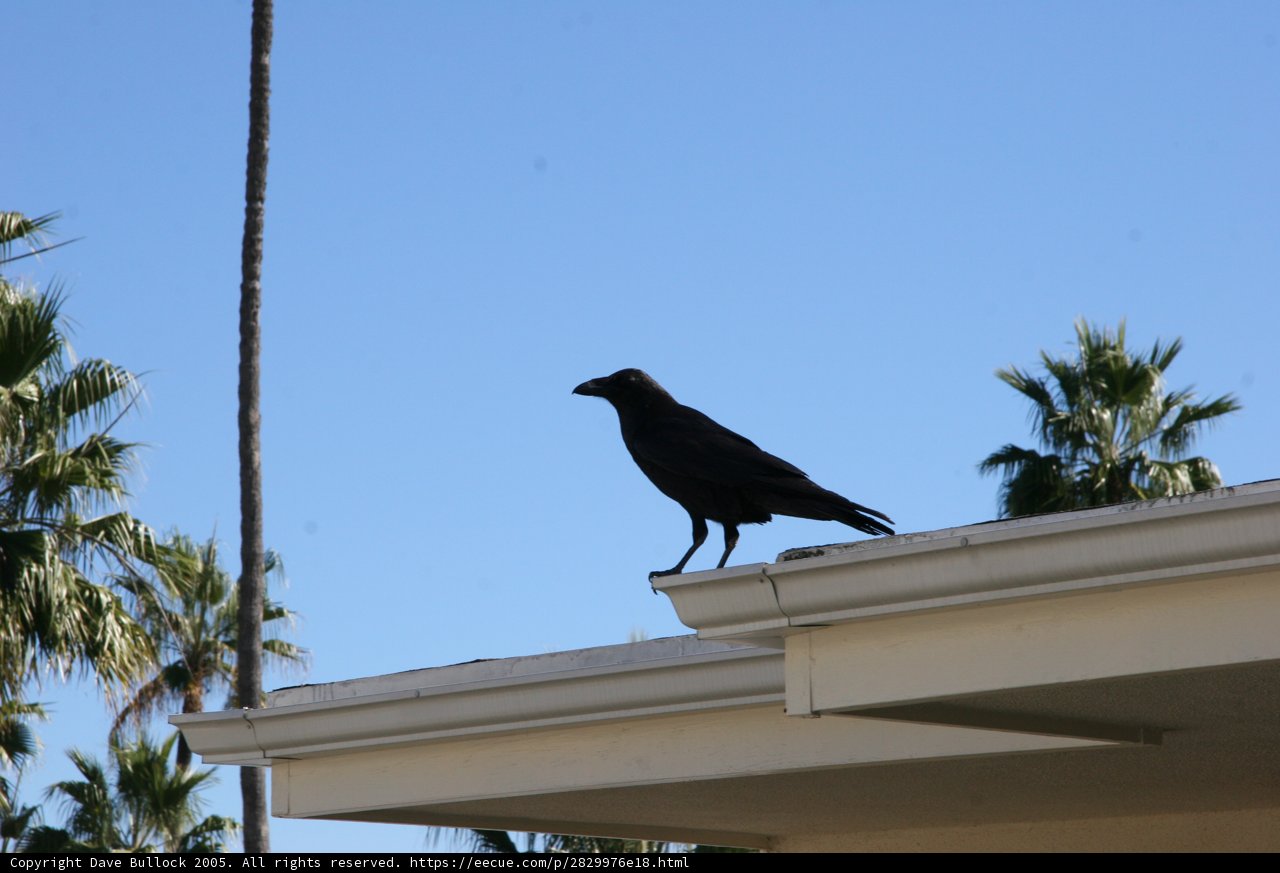 Perched Crow
