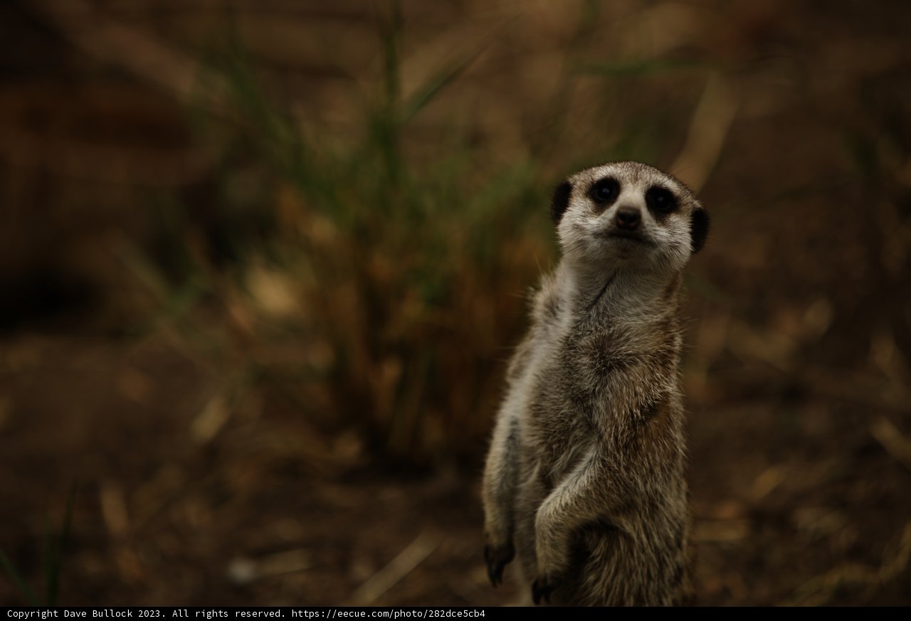 The Perky Meerkat of Oakland