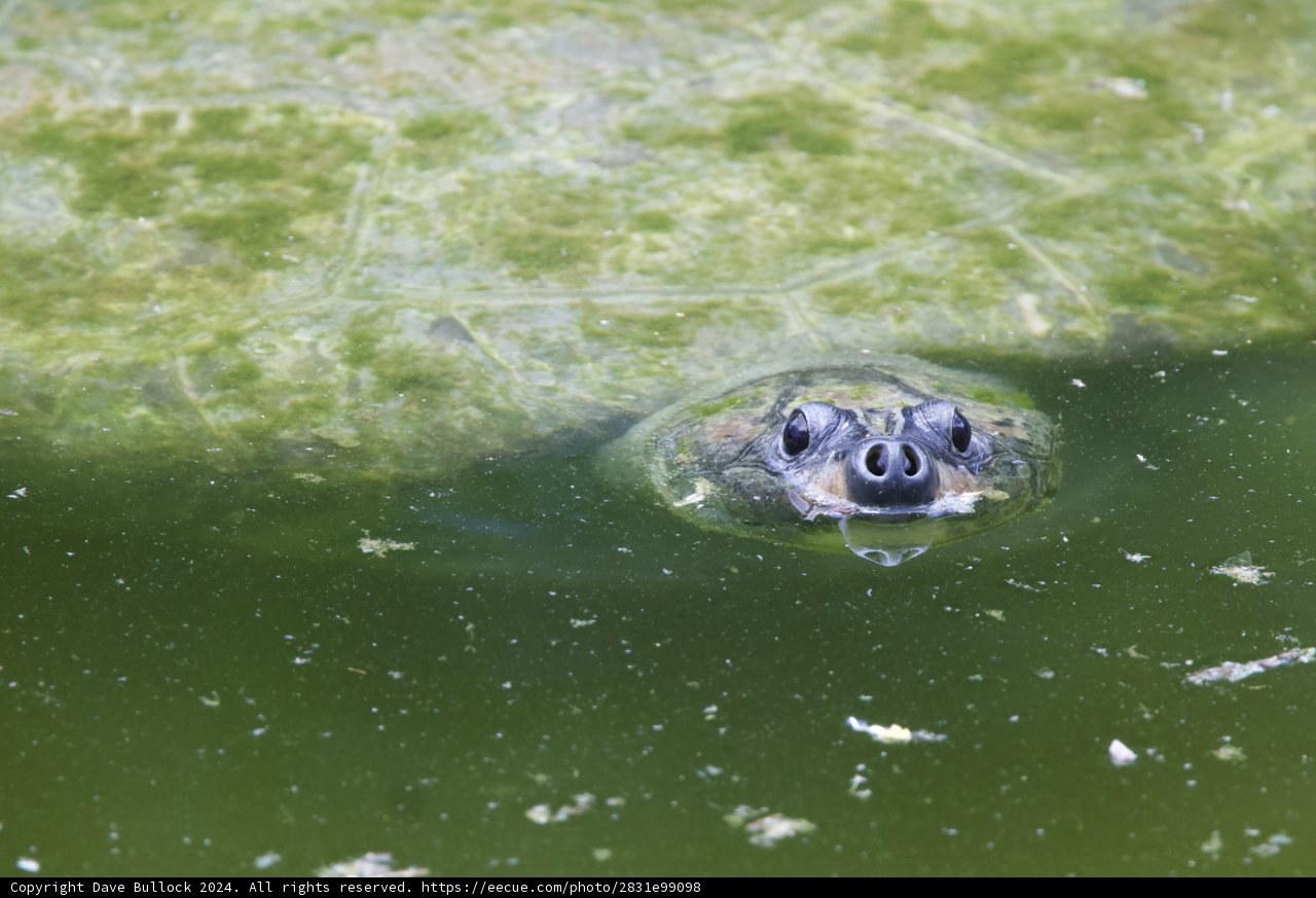 Peekaboo from the Pond – A Turtle Emerges