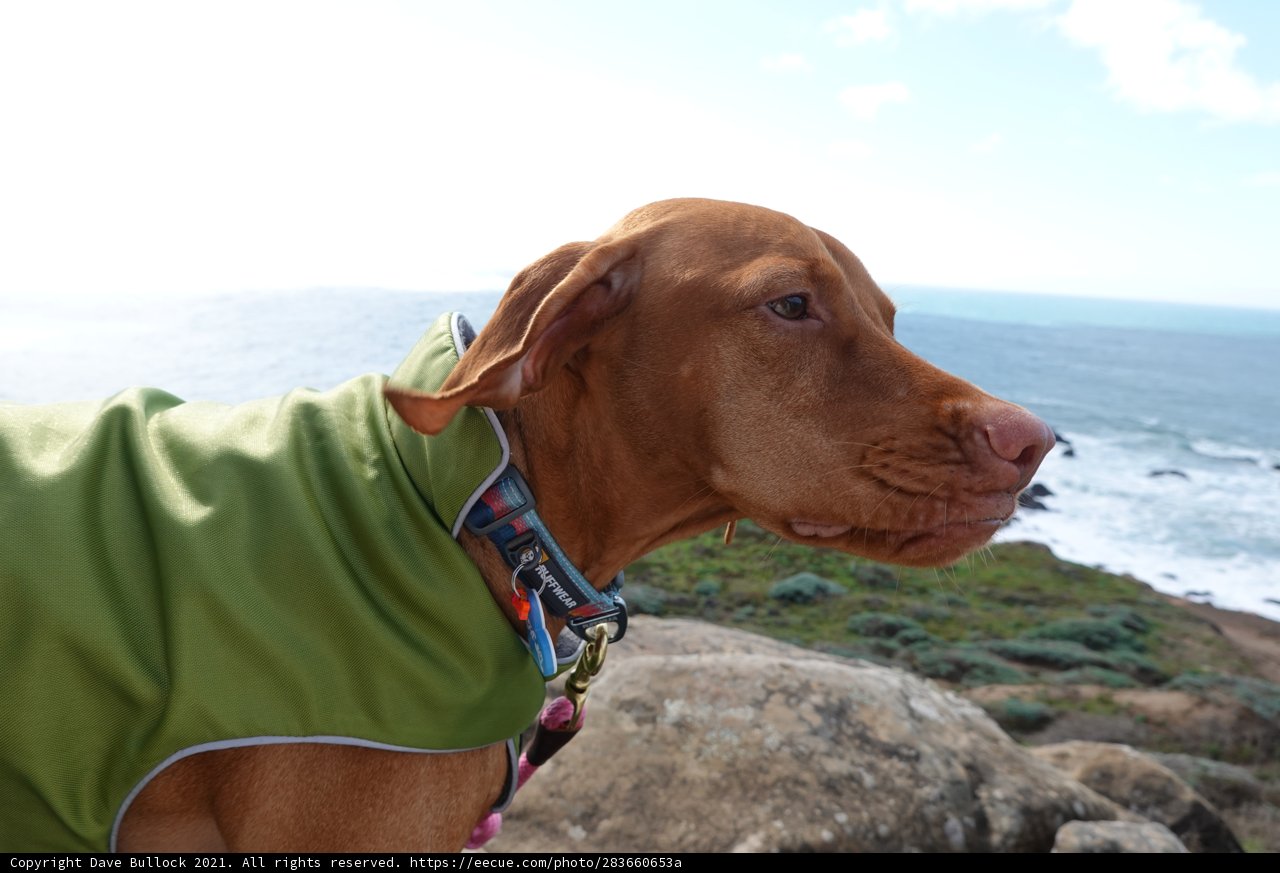 Stylish pup in green