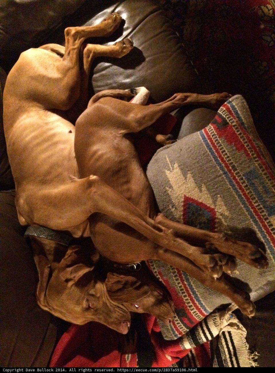 Comfy Canines on a Couch