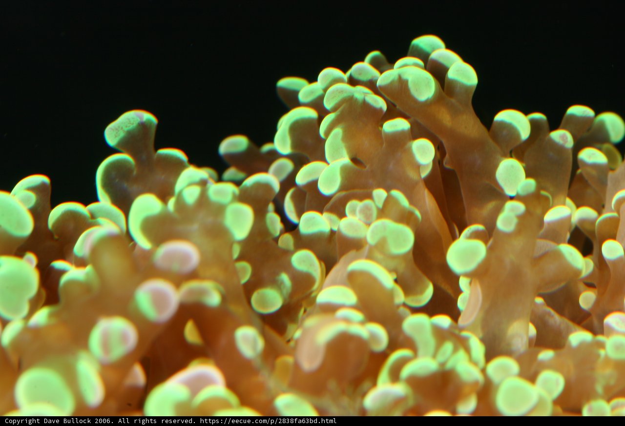 Underwater Wonderland