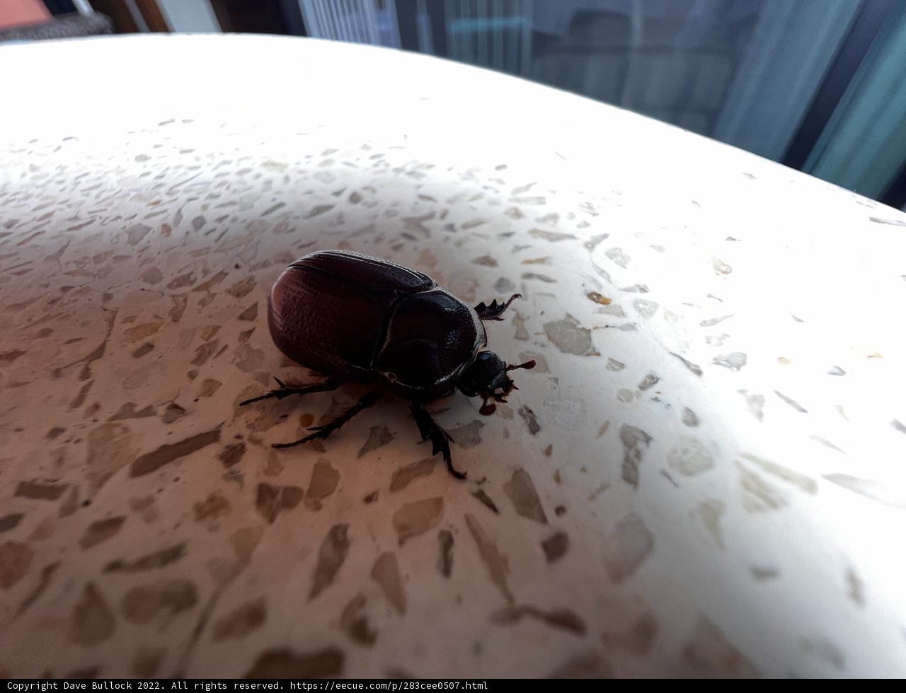 Scarab on the Table