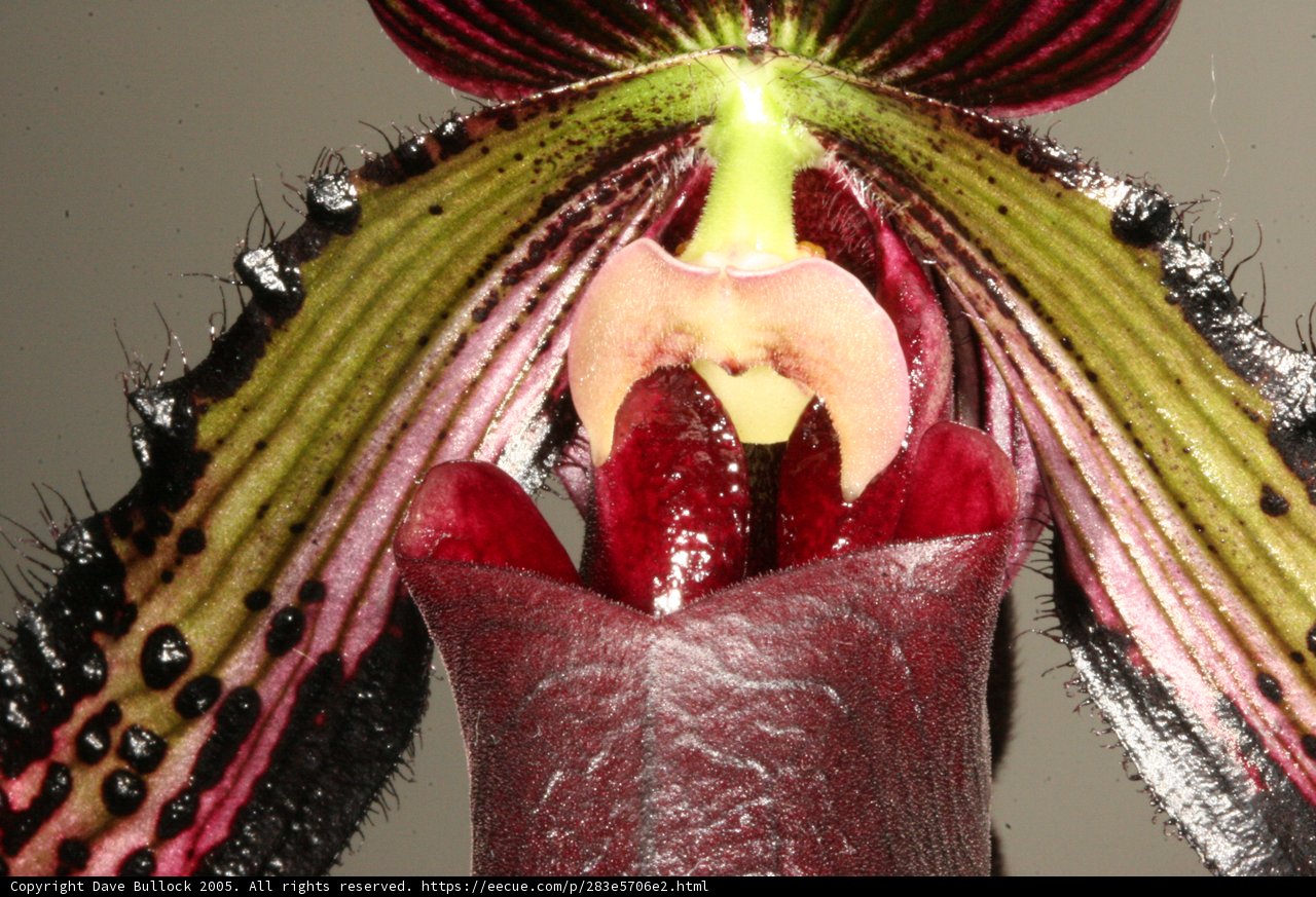 Orchid in Bloom