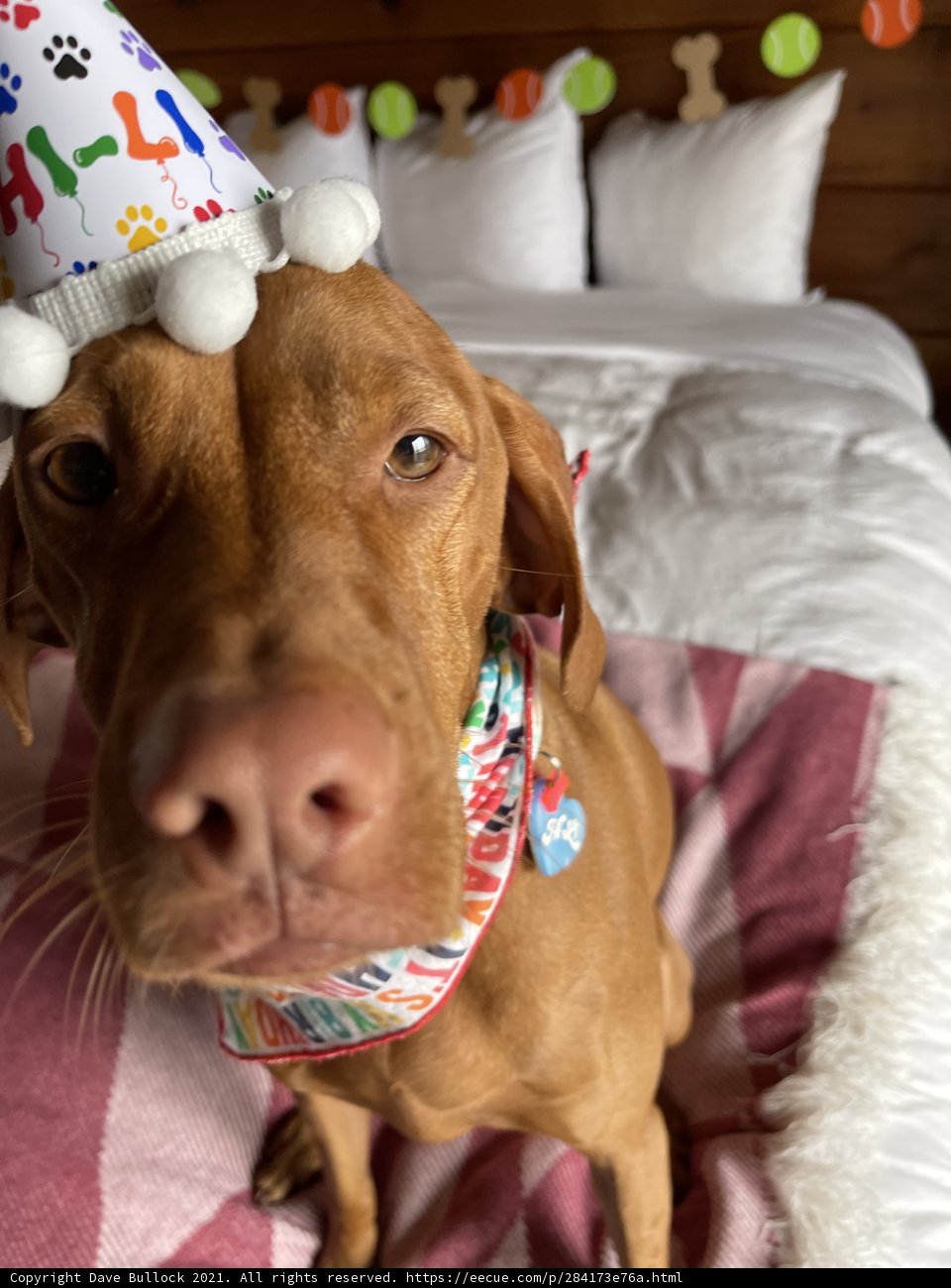 Happy Birthday, Furry Friend!