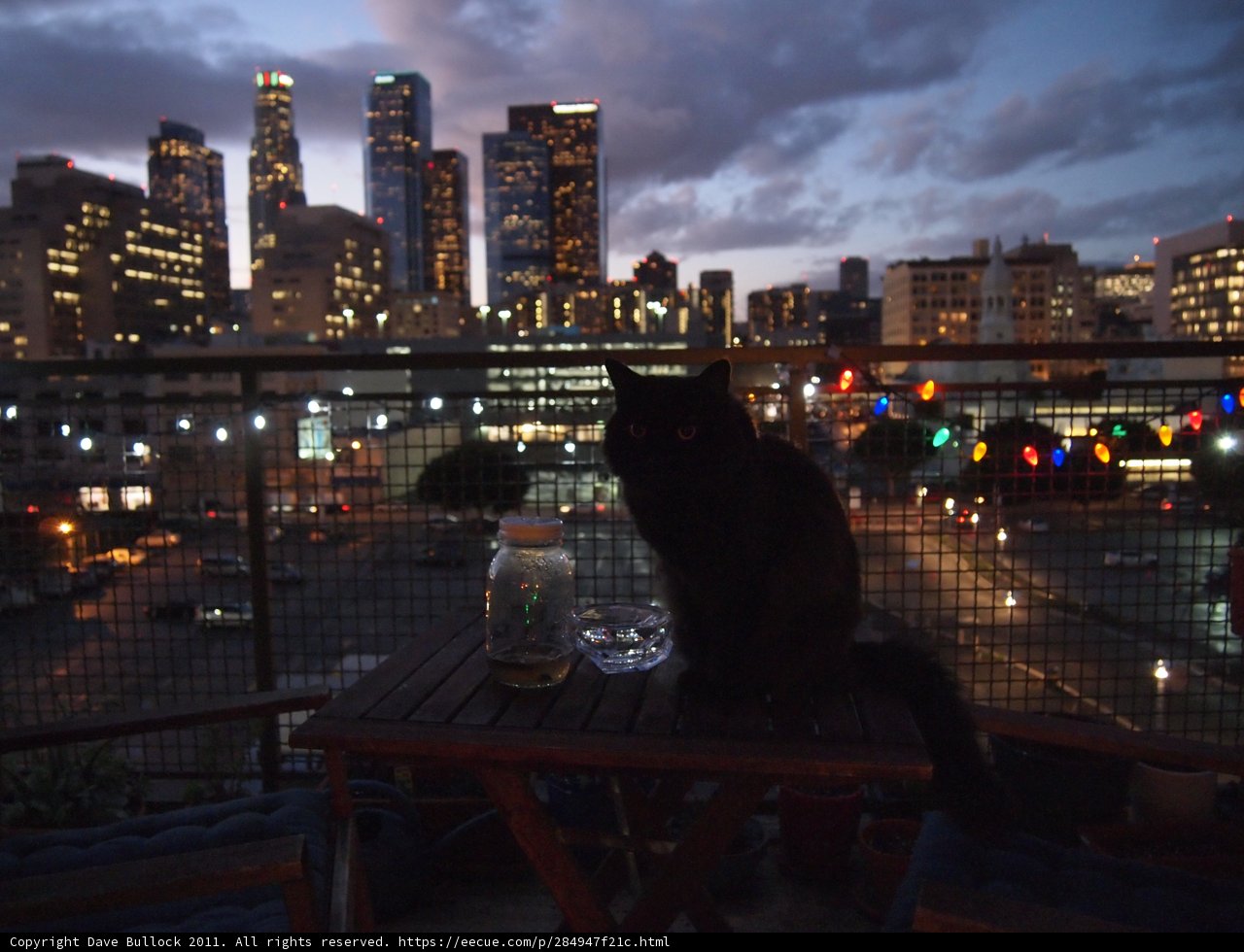 City Cat