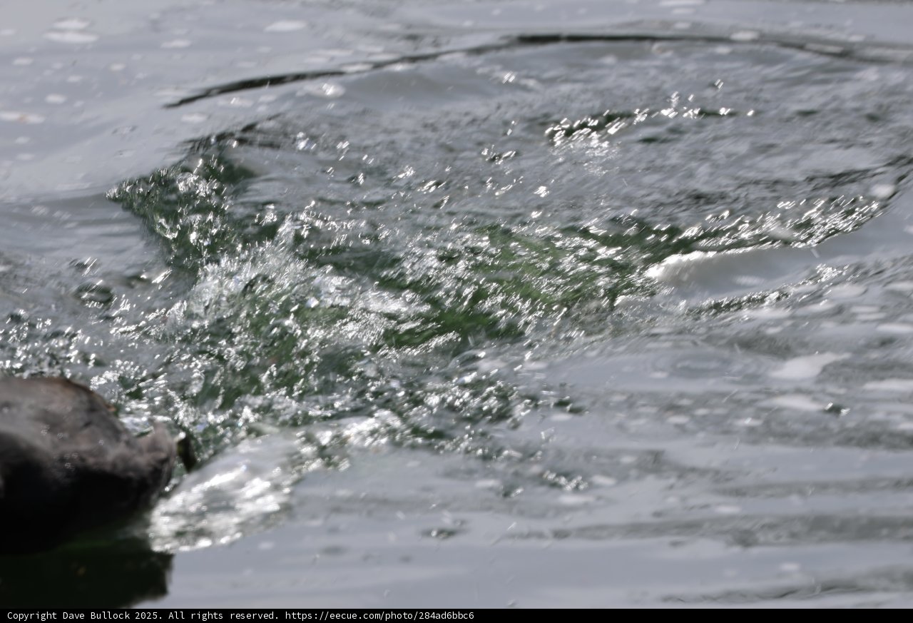 Playful Ripples