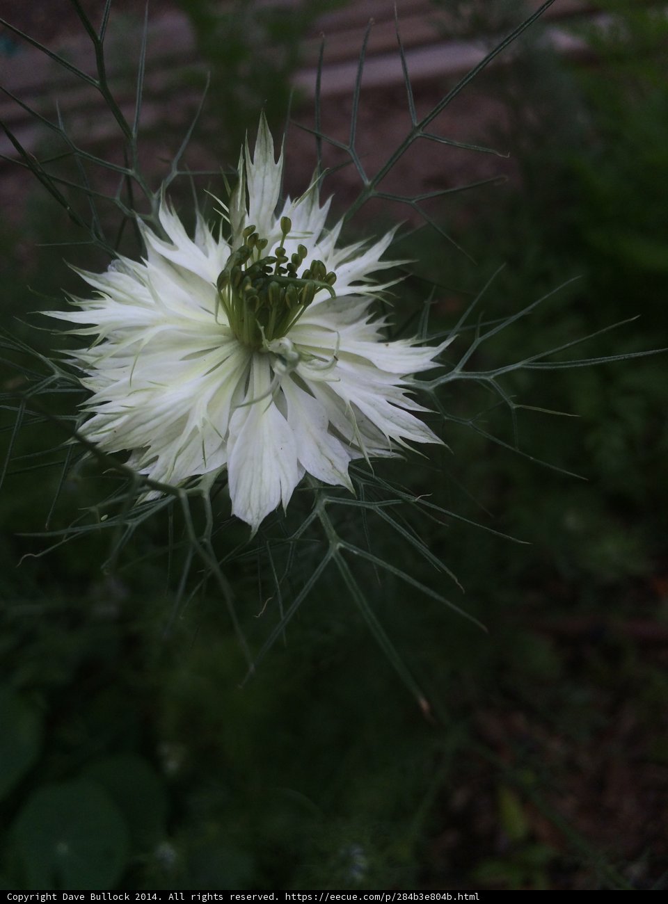 White Flower and Green Leaves in Altadena Garden