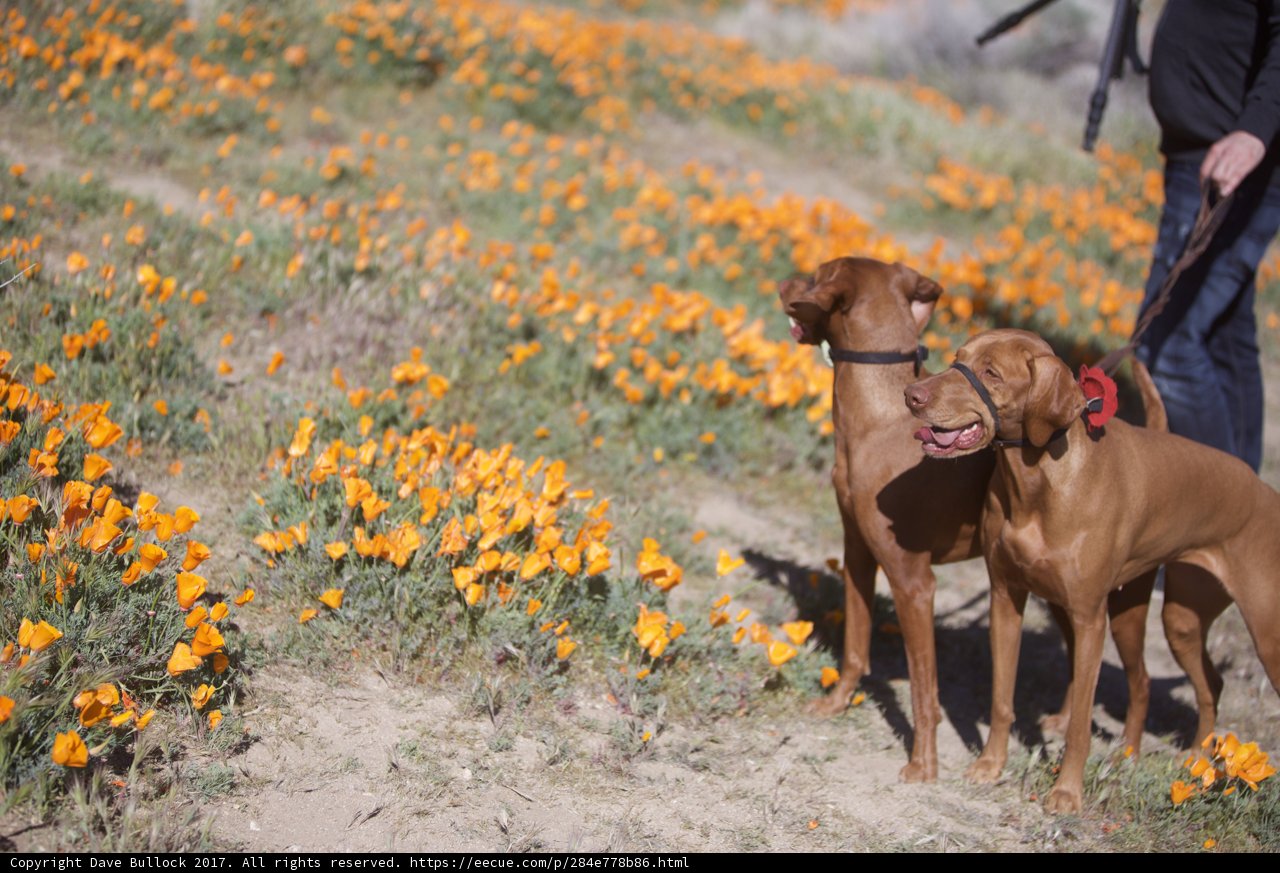 Flower Pals