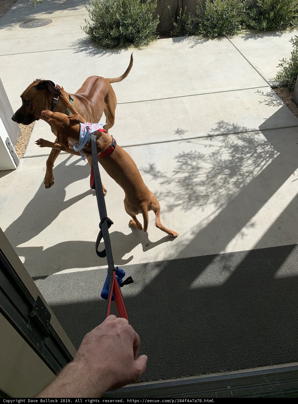 Leash Tug-of-War
