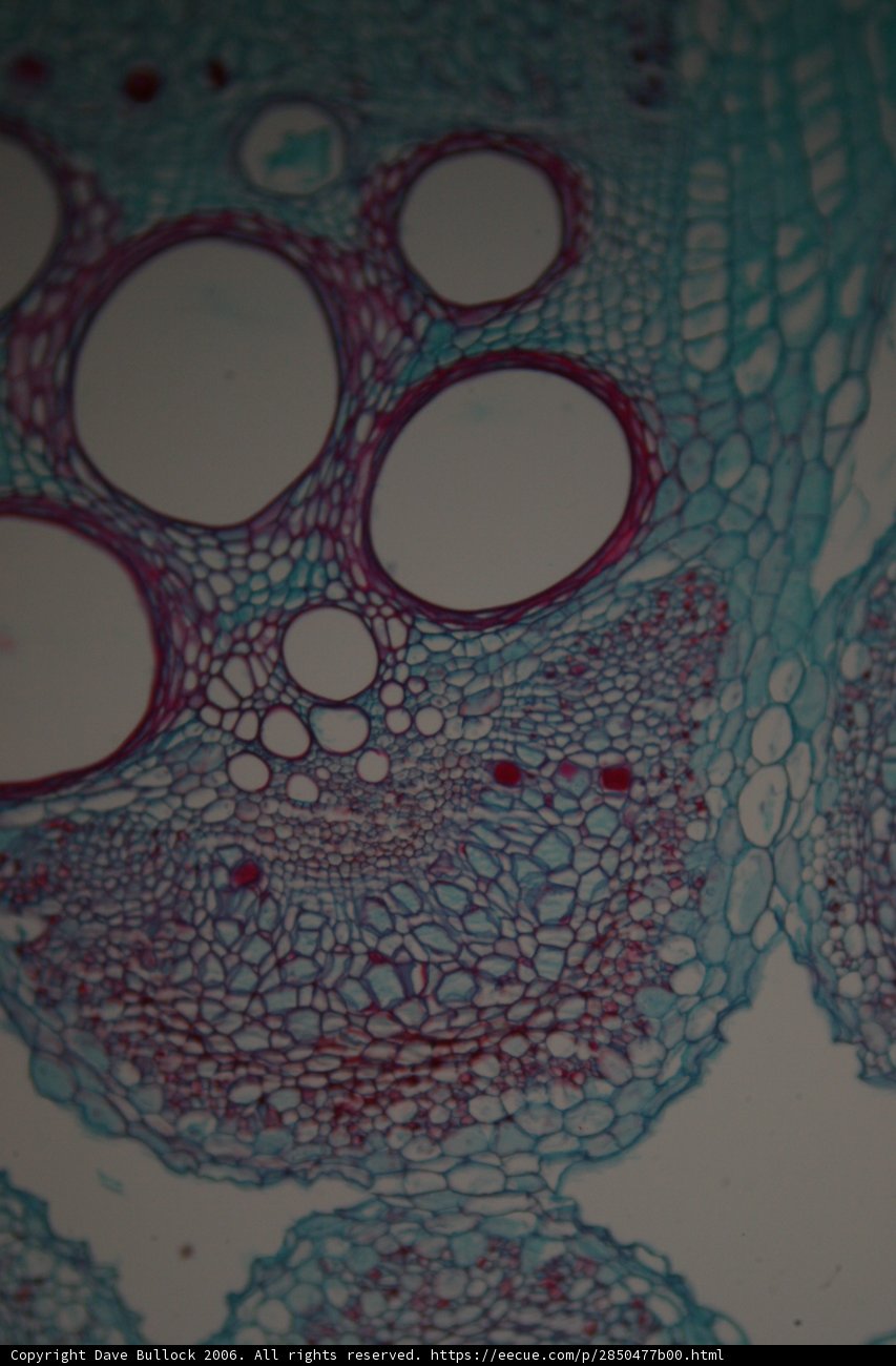 Close up of a Plant Cell
