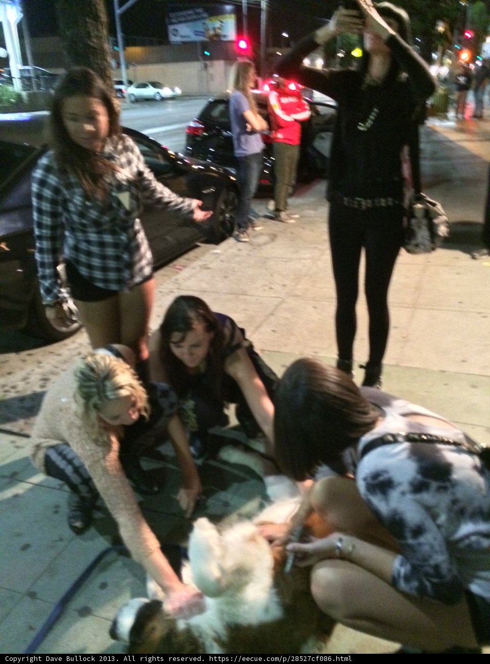 Urban Doggie Hangout