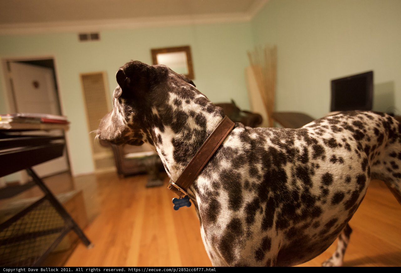 Spotted Setter in a Hardwood Haven