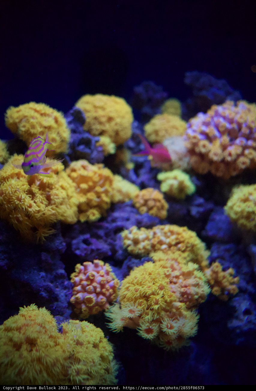 Vivid Depths": The Colorful Ecosystem of Coral Reefs