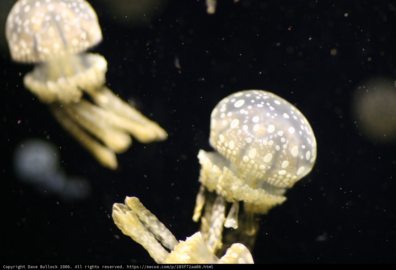 Majestic Jellyfish Duo