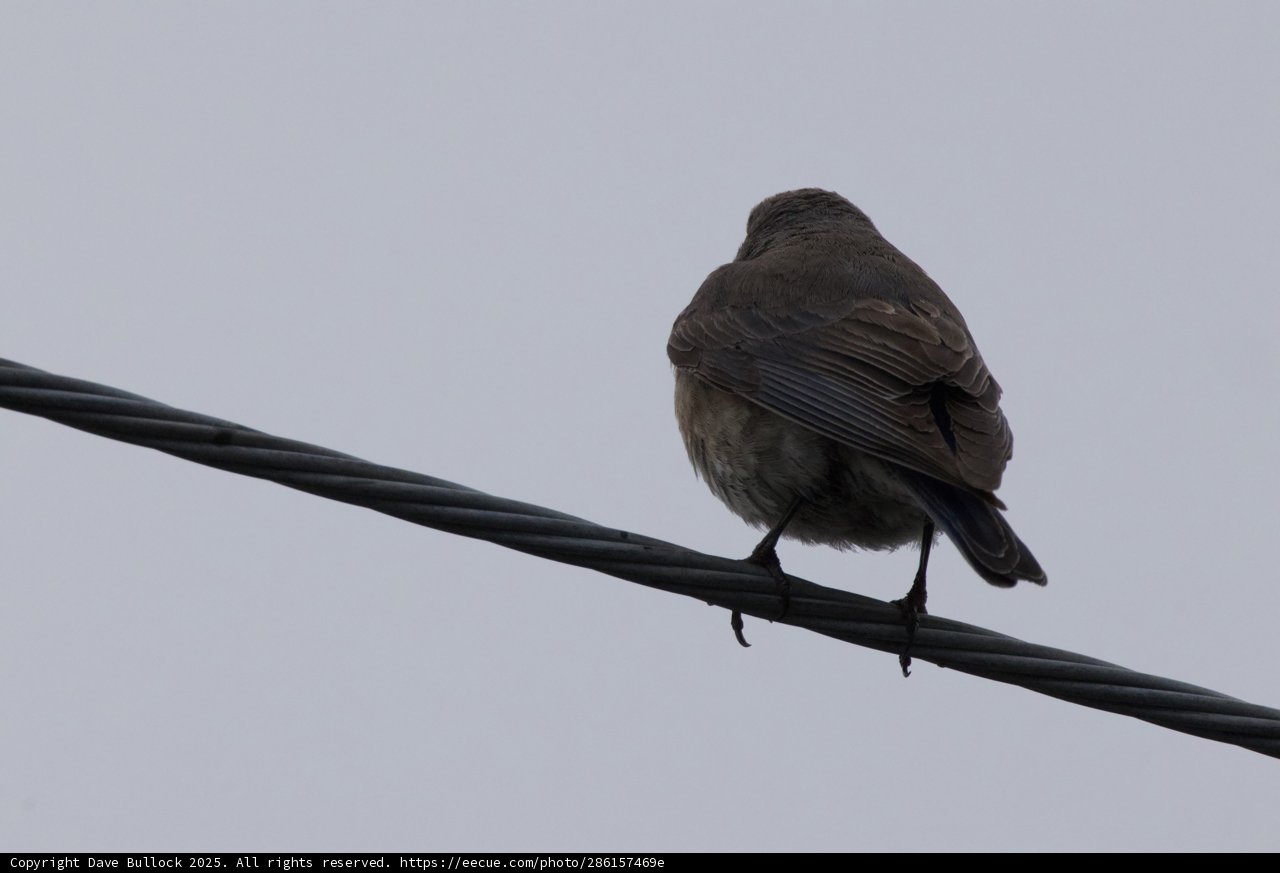 Perched on a Wire