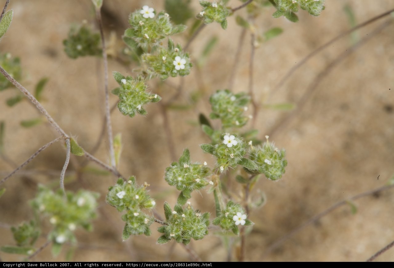 Desert Blooms