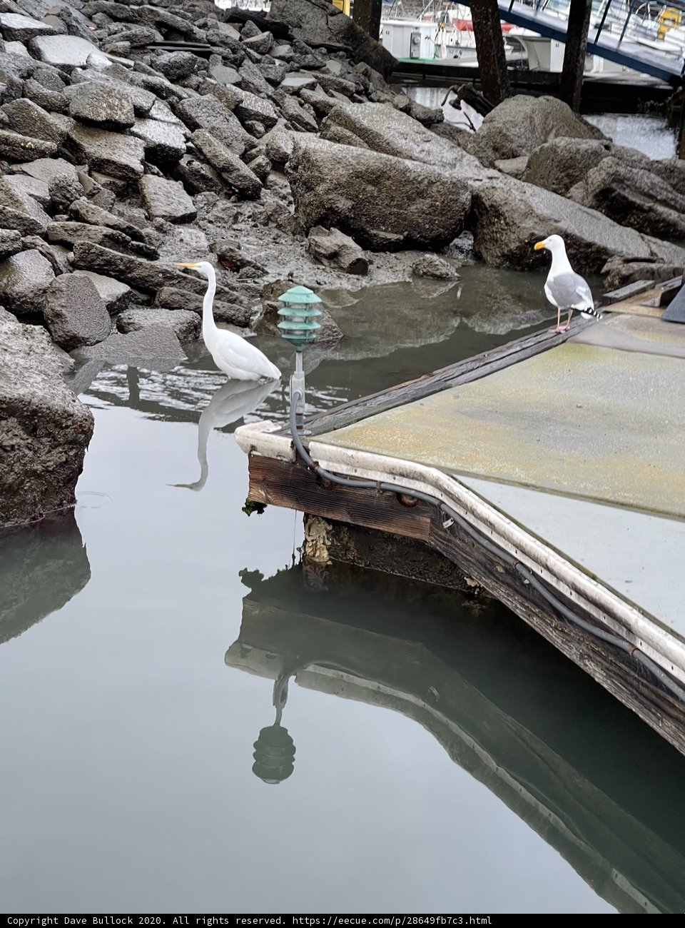 White Birds Enjoying a Day by the Bay