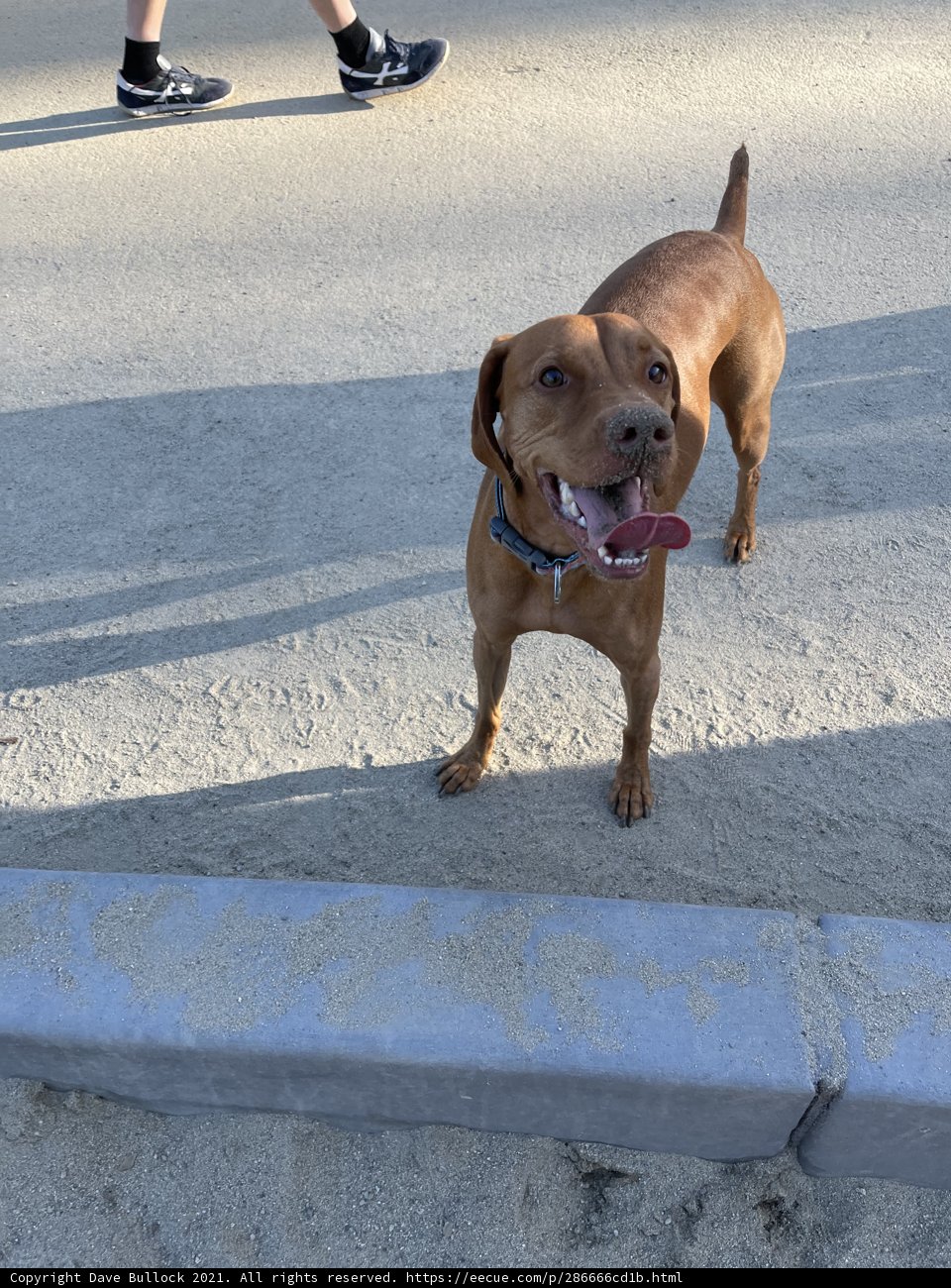 A Vizsla's Walk in the Park