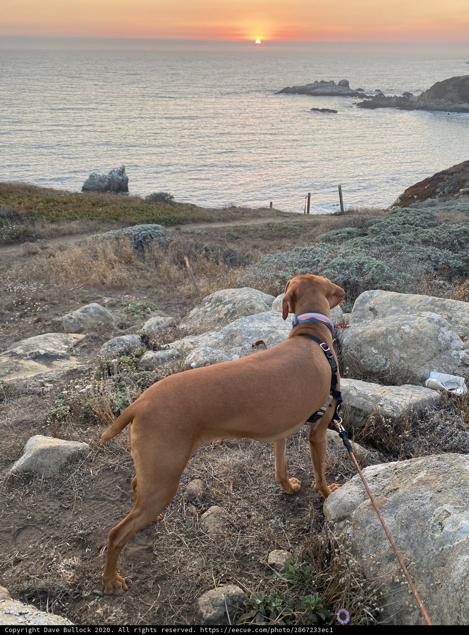 Rocky Paws by the Ocean