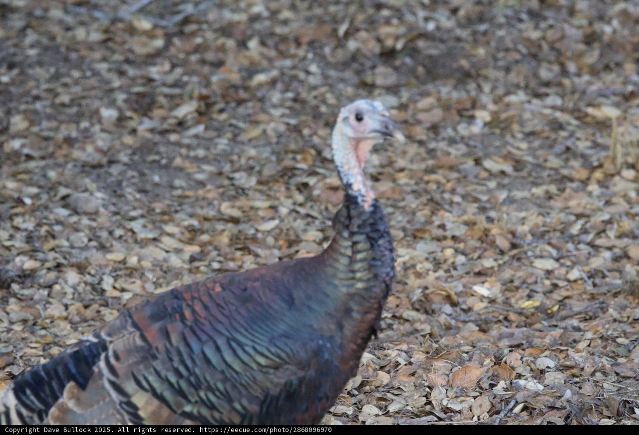**Wild Majesty in Carmel Valley**