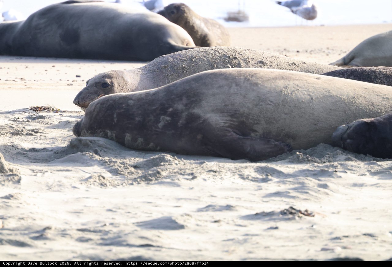 Elephant Seals Resting on Drakes Beach Sand