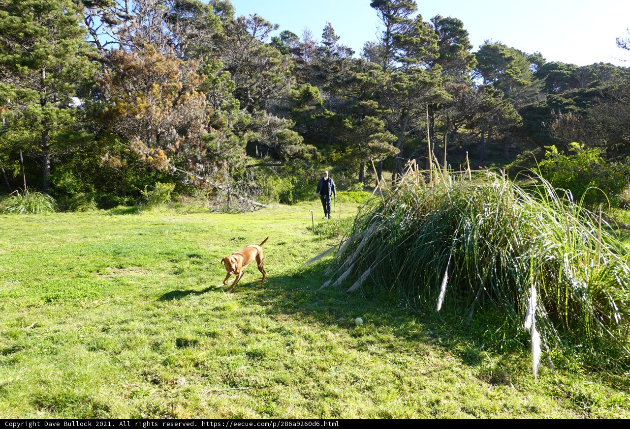 Golden Retriever and Person Strolling Through a Green Field