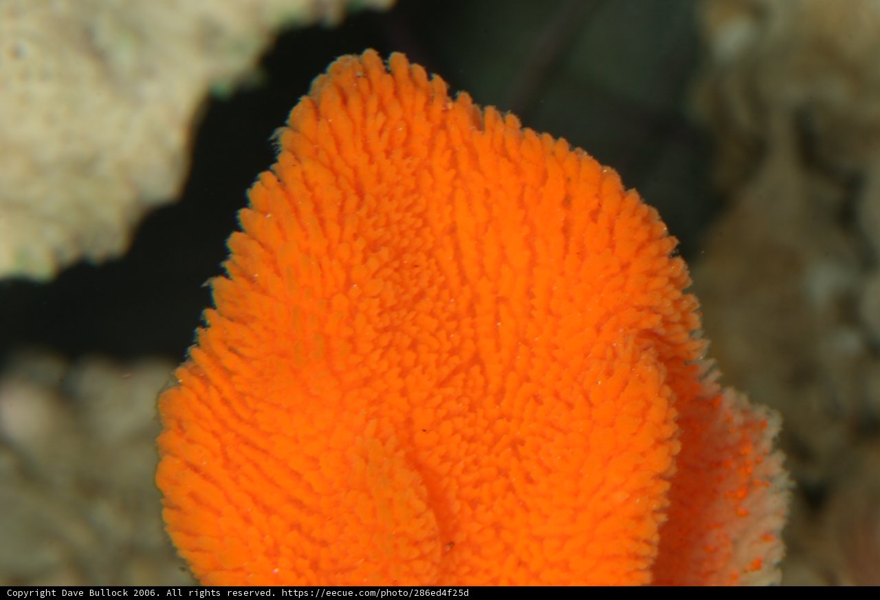 Vibrant Orange Coral in Underwater Aquarium
