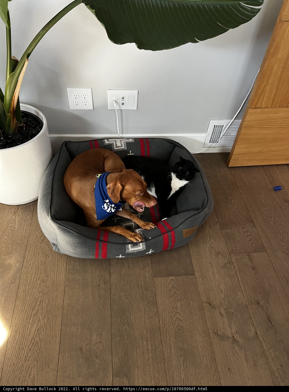 Cozy Canine with Companion Plant