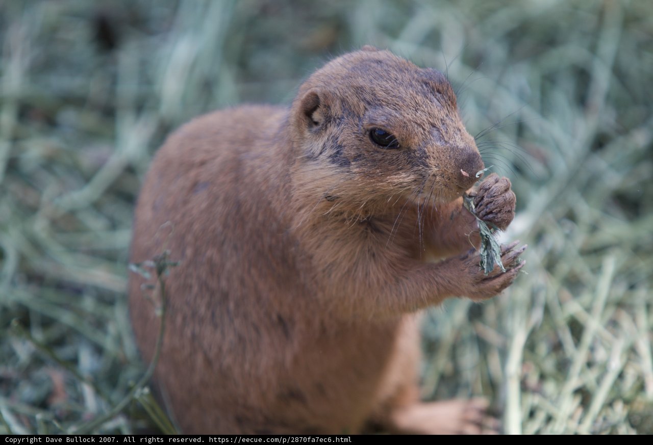 Hungry Ground Squirrel