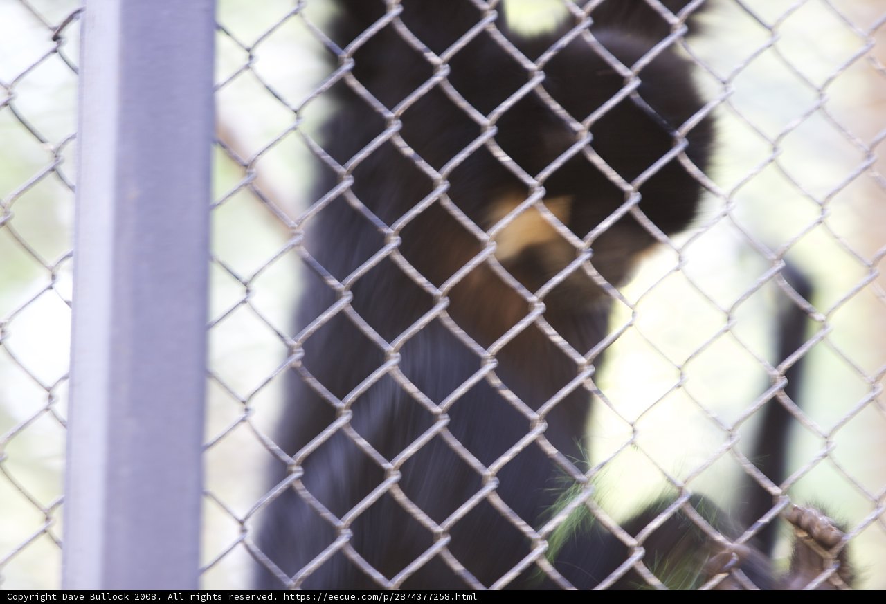 Captivity of the Wild