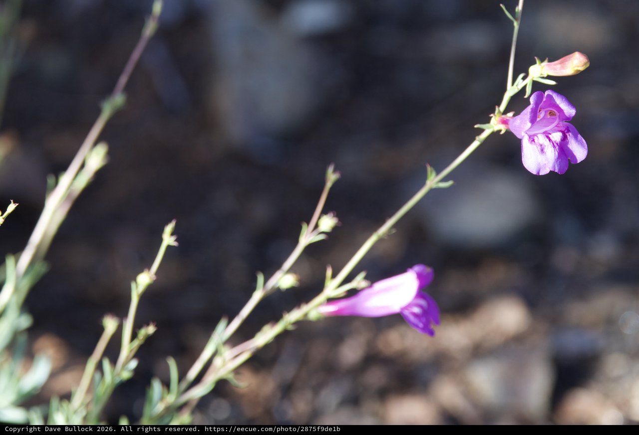 Delicate Purple Wildflowers Blooming on Rocky Hillside