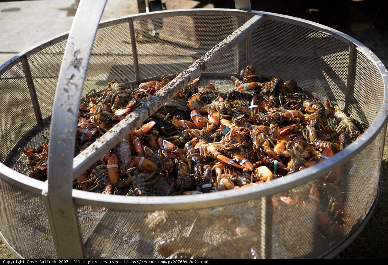 Seafood Delight
