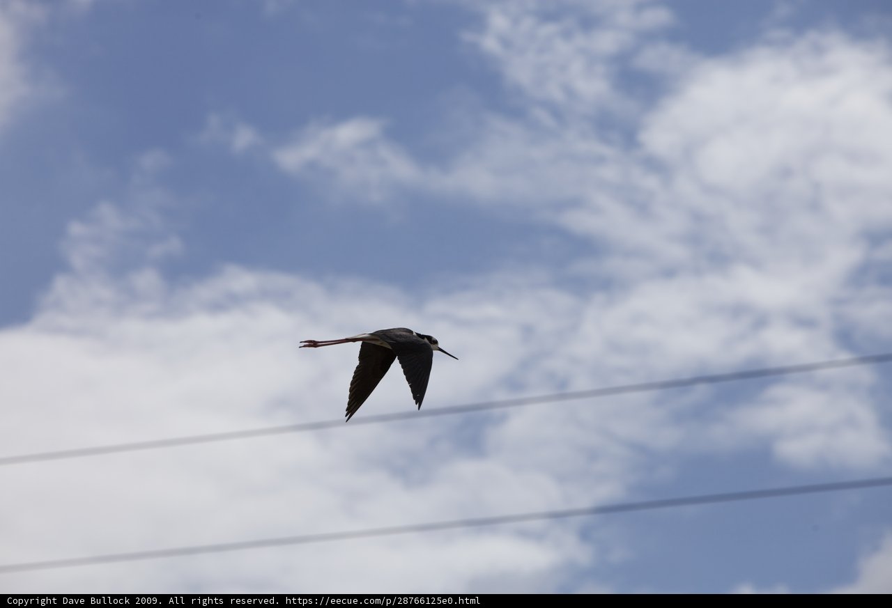 Freedom in the Clouds