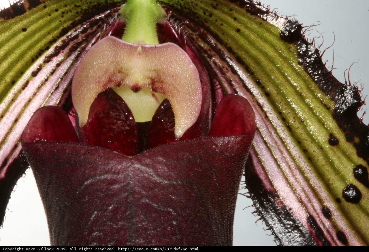 Orchid in Bloom