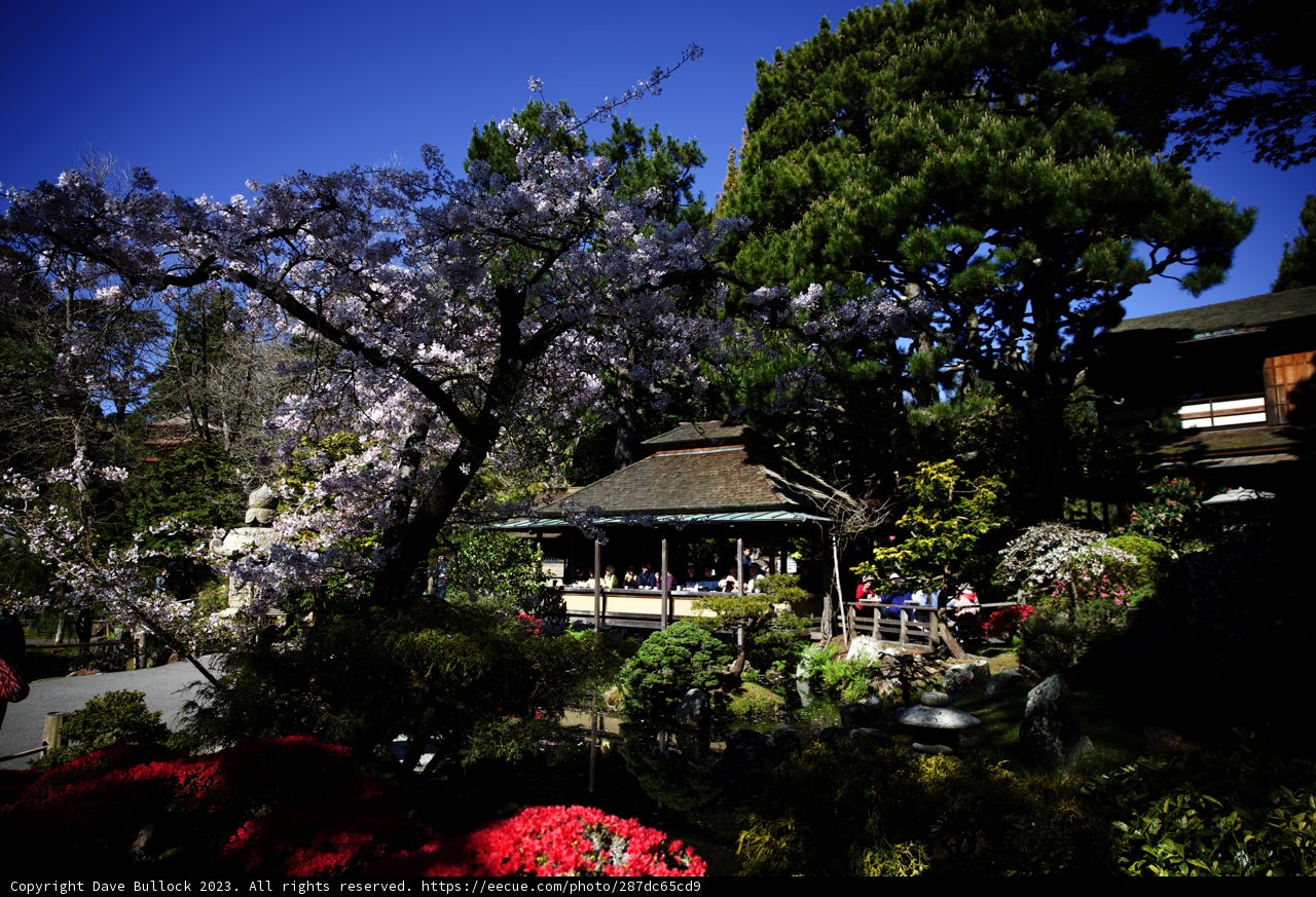 Serenity in the Japanese Garden