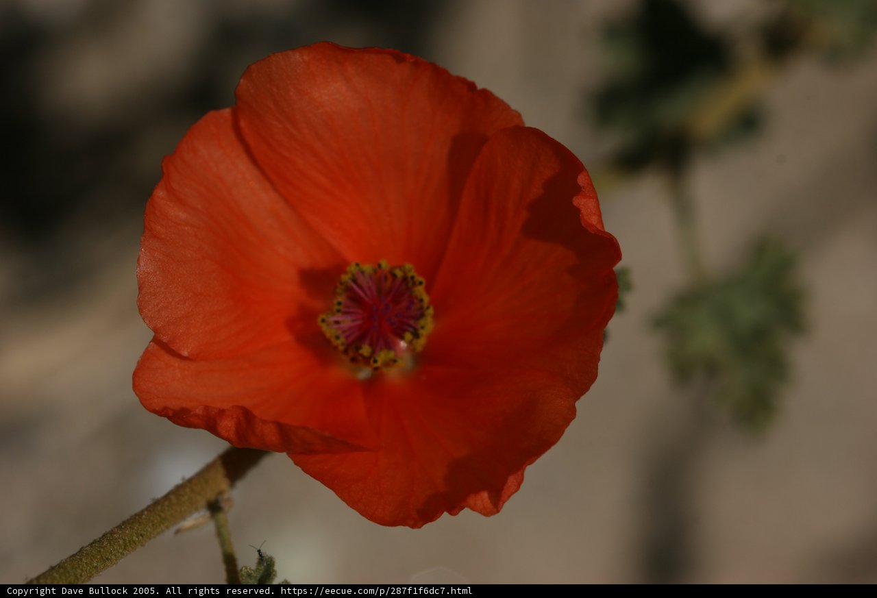 One Orange Beauty