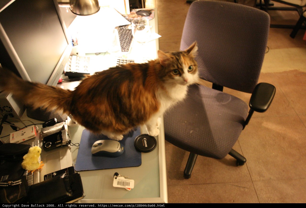 Desk Cat