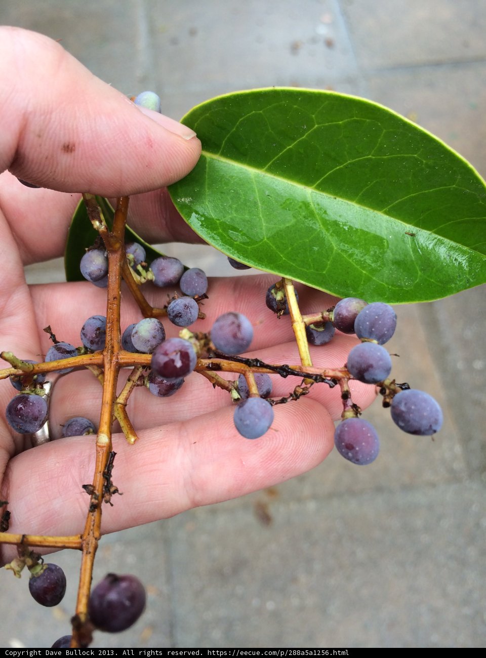 Harvesting a Blueberry Bounty