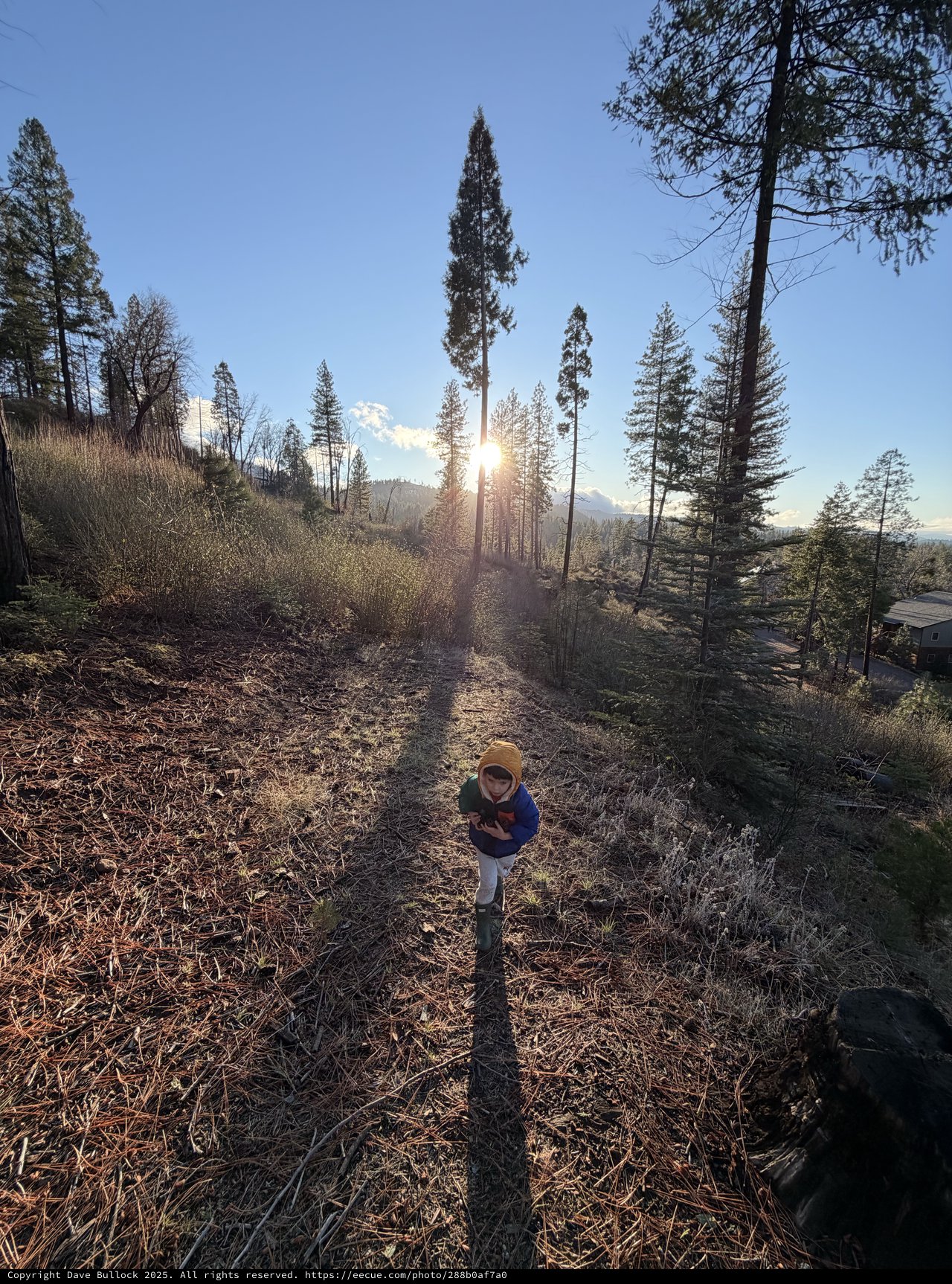 Child in Golden Sunlight Among Sierra Pines