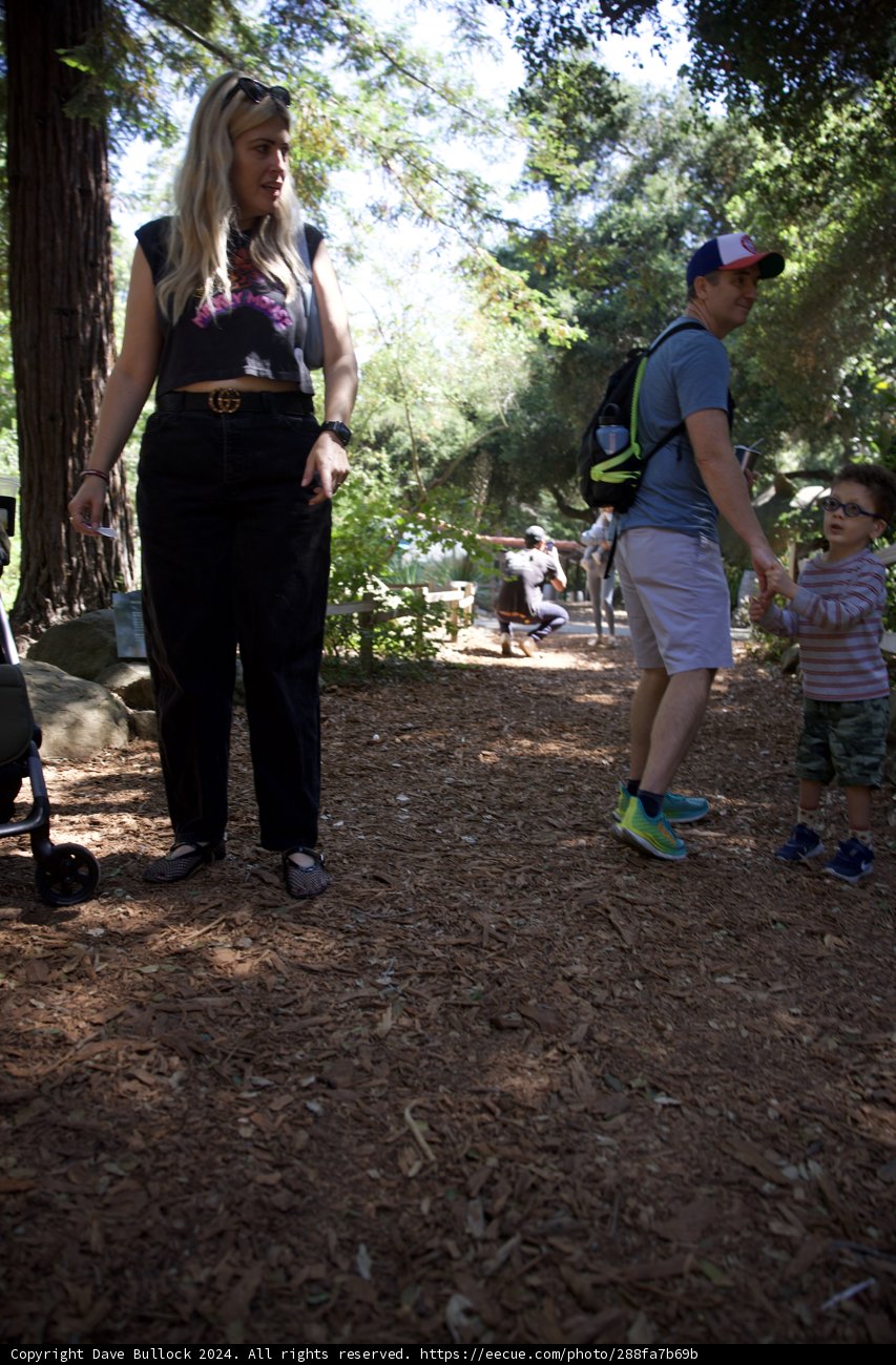 Wesley's Woodland Adventure