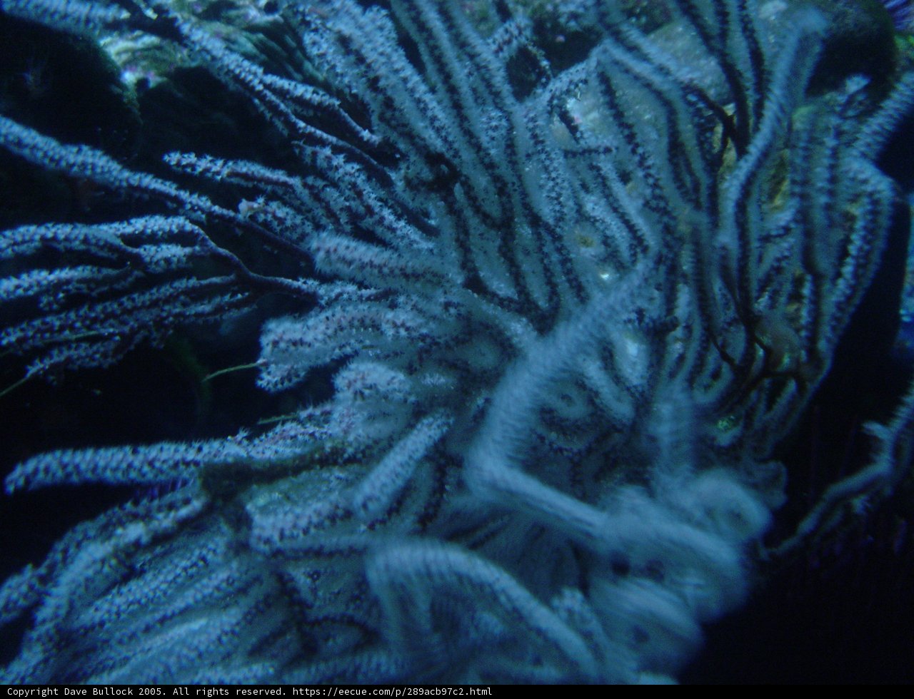 Serene Sea Anemone