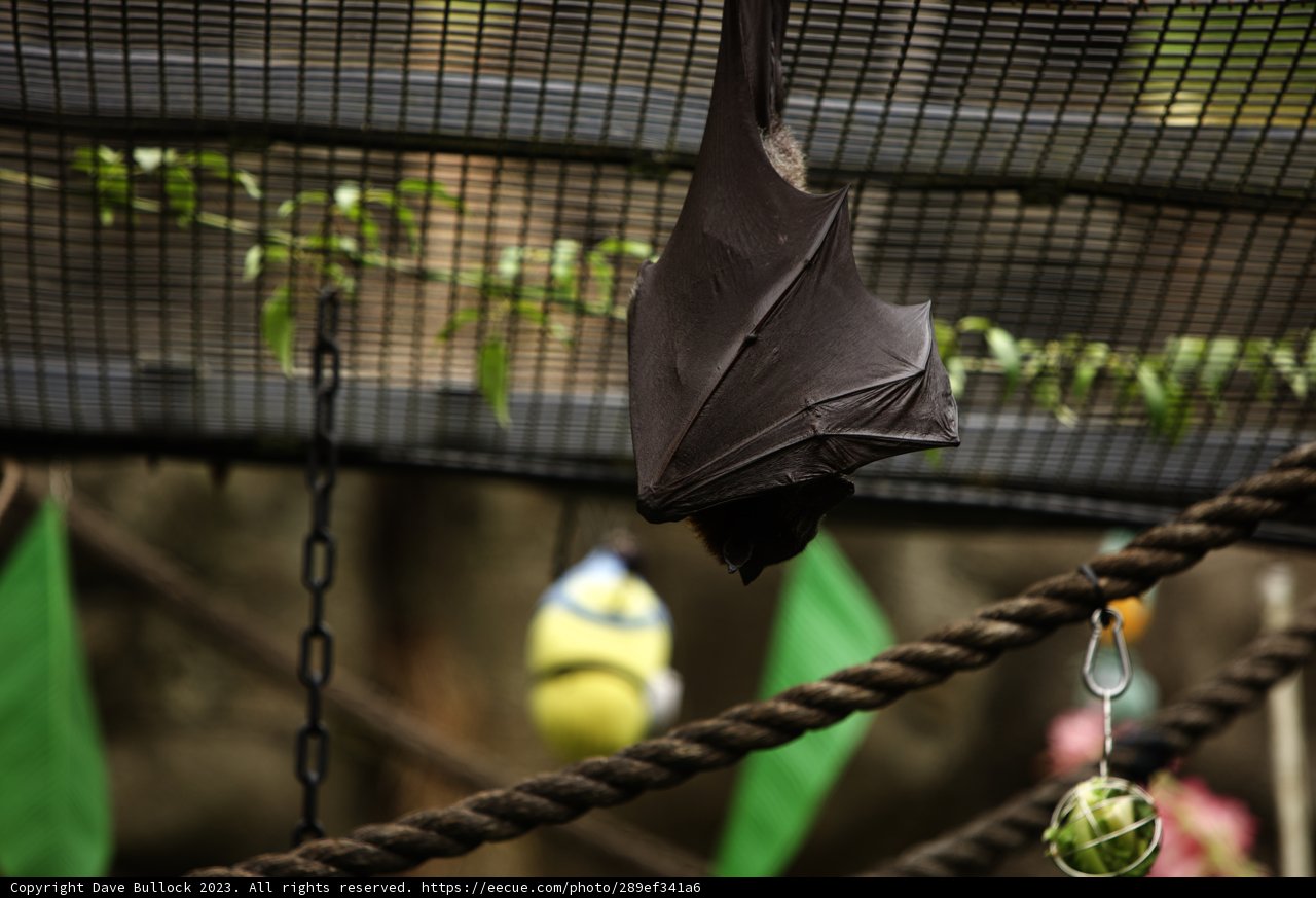Game, Set, Bat!
