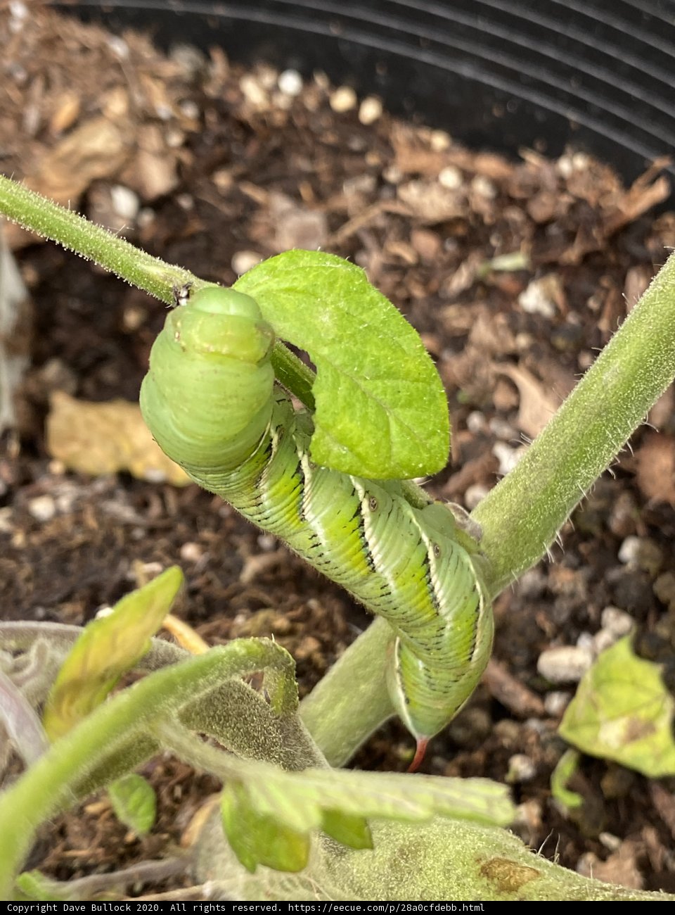 A Caterpillar's Oasis