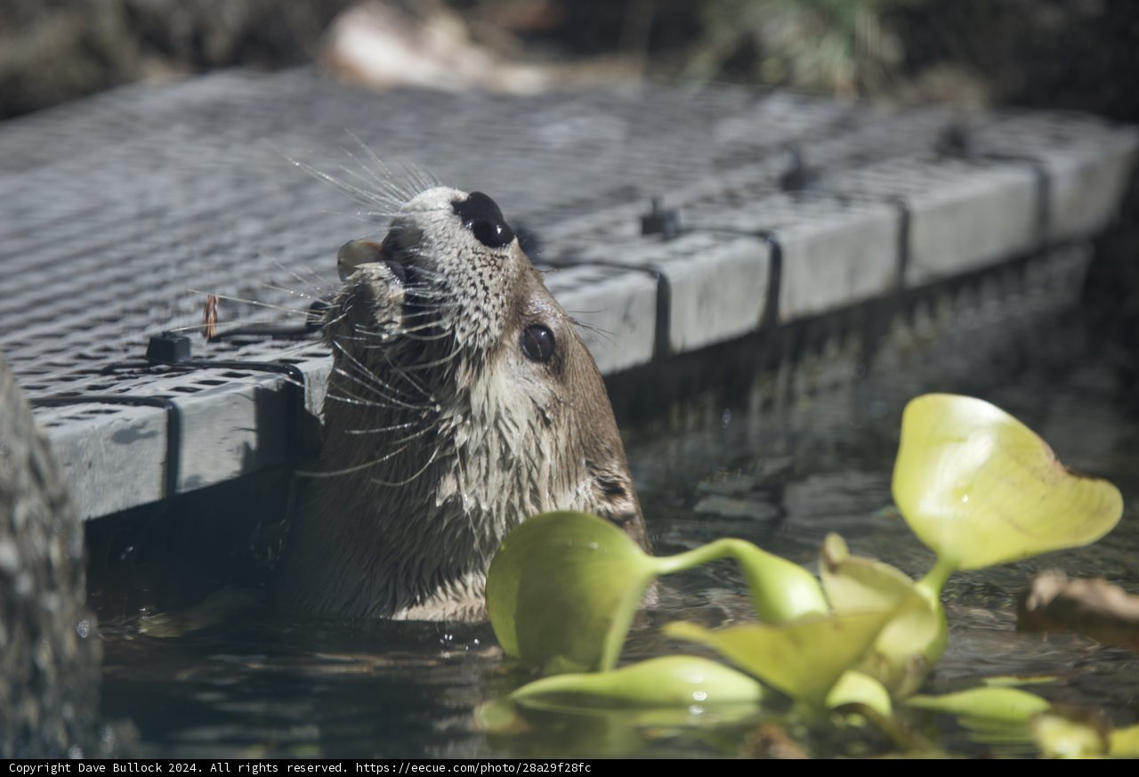 Curious River Otter