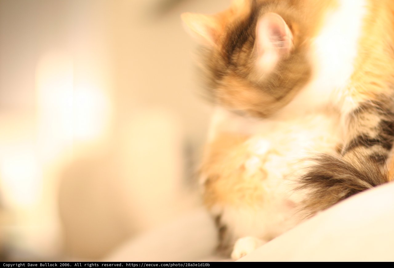 Feline Fun on the Bed