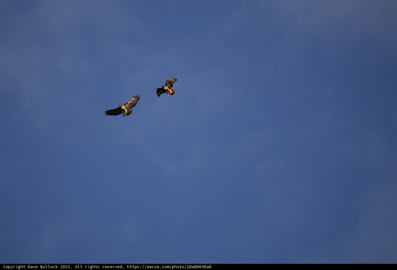 Free Spirits of the Sky