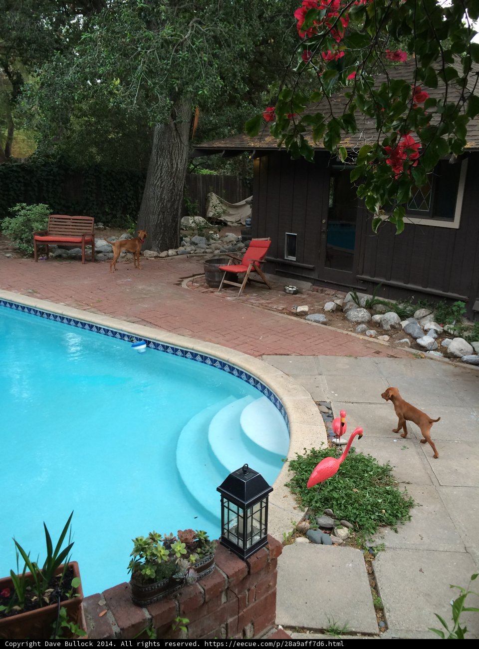 Serene Backyard Setting with Pool and Canine Companion