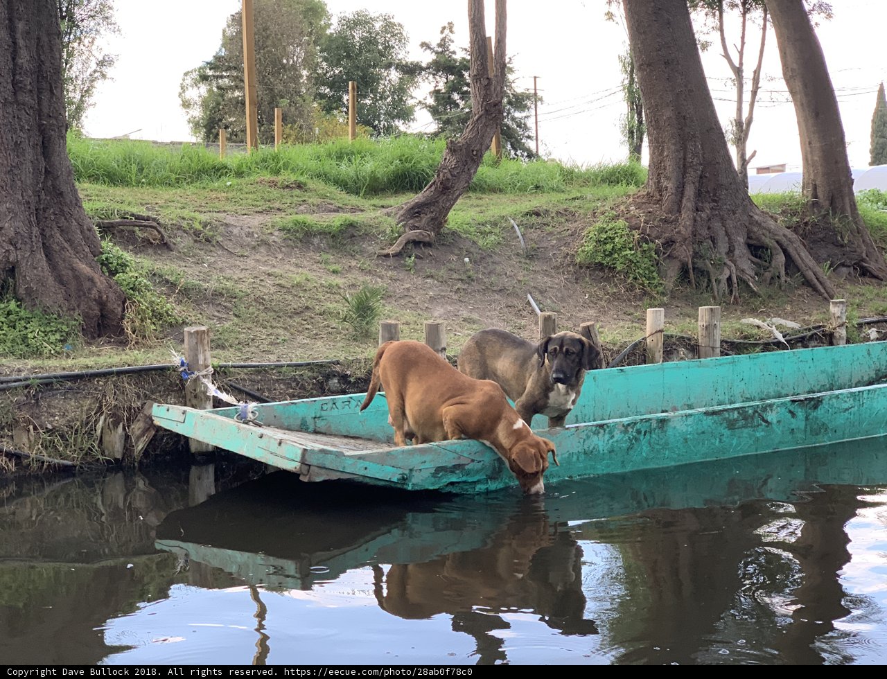 Dog Drinking from a Boat in the Water